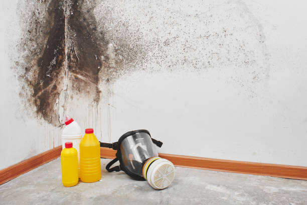Best Professional Mold Removal  in Flanders, NY