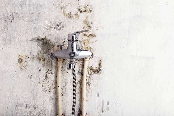 Best Home Mold Removal  in Flanders, NY