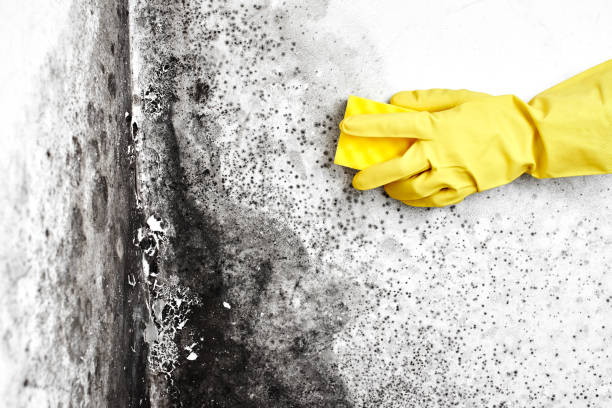 Best Attic Mold Removal  in Flanders, NY