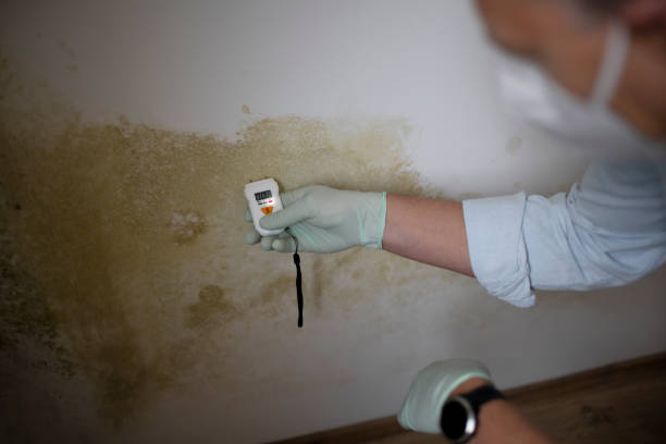 Flanders, NY Mold Removal Company