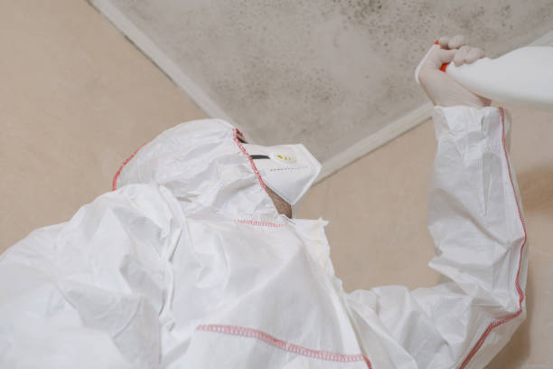 Attic Mold Removal in Flanders, NY