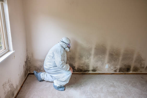 Best Commercial Mold Removal  in Flanders, NY
