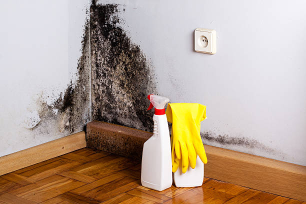 Best Crawl Space Mold Removal  in Flanders, NY