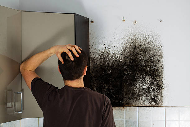 Home Mold Removal in Flanders, NY