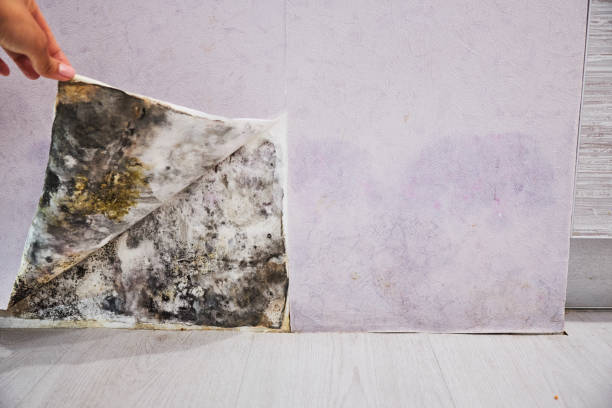 Best Fast Mold Removal  in Flanders, NY